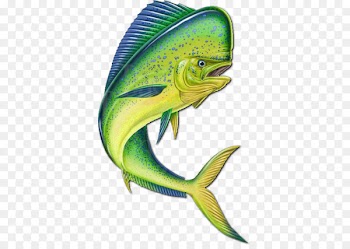 Mahi-mahi fishing Clip art - Mahi-mahi 