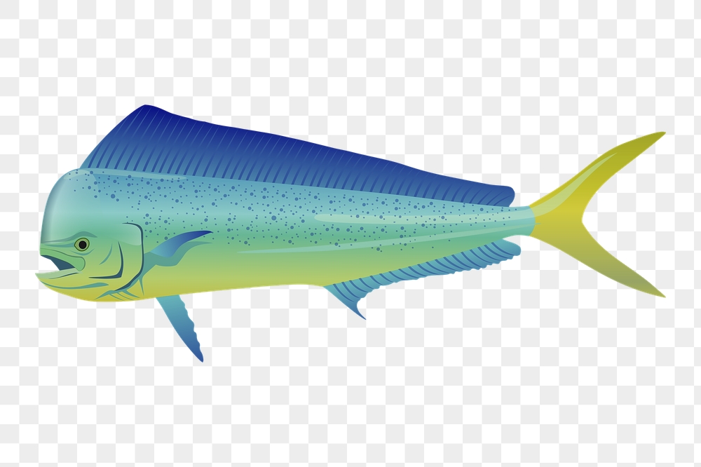 Mahi Mahi png fish sticker, | Free PNG - rawpixel
