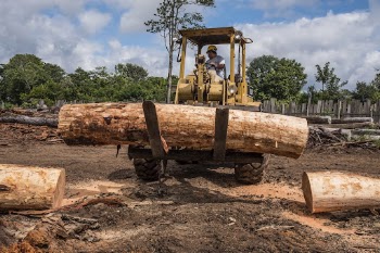Mahogany wood on excavator, Carmelita, | Free Photo - rawpixel