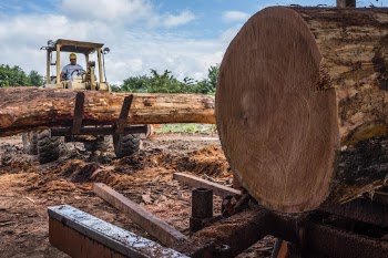 Mahogany wood on excavator, Carmelita, | Free Photo - rawpixel