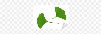 Maidenhair Tree