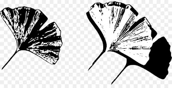 Maidenhair tree Clip art Image Vector graphics Portable Network Graphics - gingko pennant 