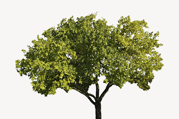 Maidenhair tree, isolated botanical image | Free PSD - rawpixel