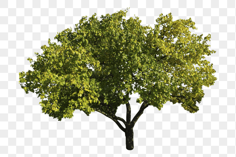 Maidenhair tree png sticker, transparent | Free PNG - rawpixel