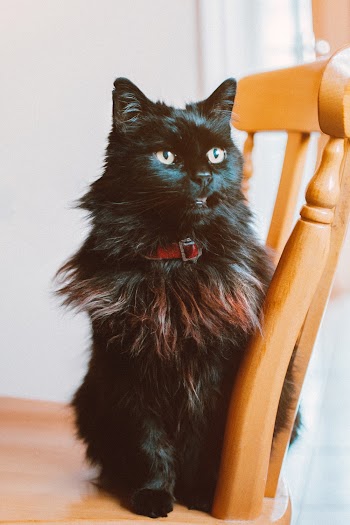 Maine Coon Cat