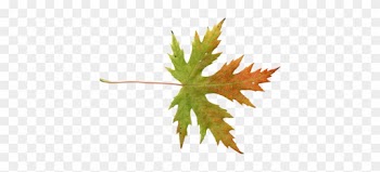 Mainpicture - Maple Leaf