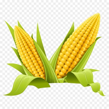 Maize Clip art - corn 