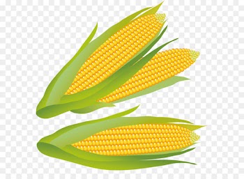 Maize Clip art - Corn PNG Clipart 