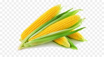 Maize Corn flakes Corn starch Cornmeal Food - Golden corn 