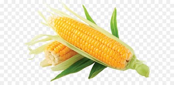 Maize Corn on the cob Clip art - Corn Png Image 