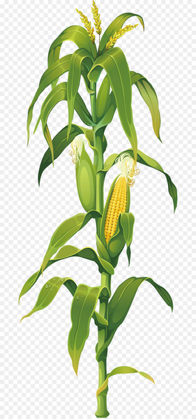 Maize Corn on the cob Drawing Plant Clip art - corn 