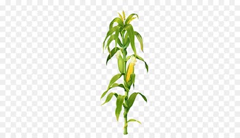 Maize Corn on the cob Plant Drawing Clip art - Maize corn stalks picture corn leaves 