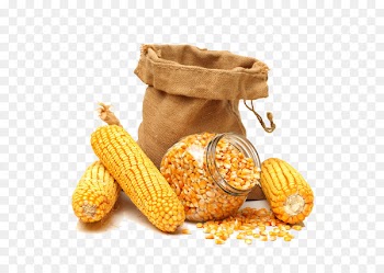 Maize Corn on the cob Sweet corn Corn kernel Grain - Golden corn 