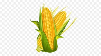 Maize La Mazorca Euclidean vector Illustration - Cartoon corn 