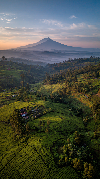 Majestic Aerial View of Tea Mountain at Dawn