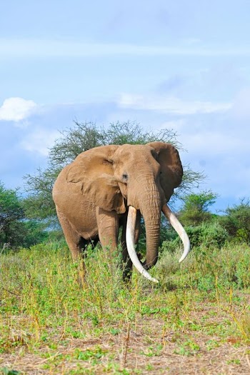 Majestic African Elephant in Natural Habitat