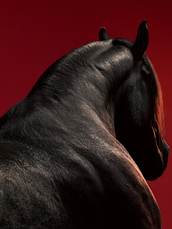 Majestic Black Friesian Horse Against Deep Red Background