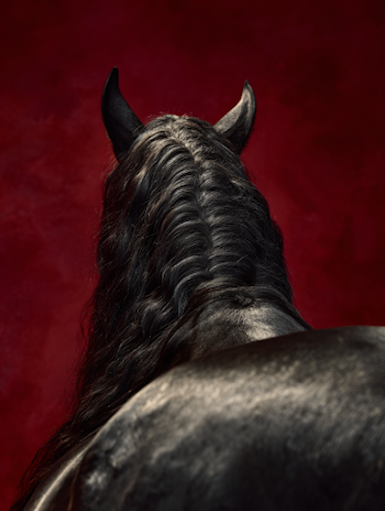 Majestic Black Friesian Horse Against Dramatic Red Background