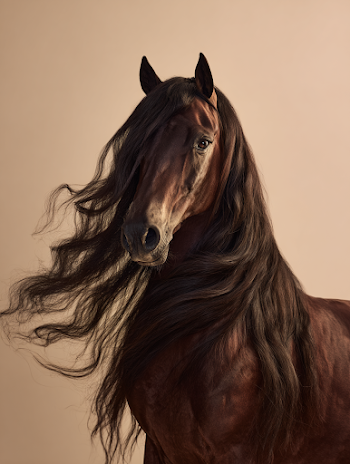 Majestic Brown Arabian Horse Portrait