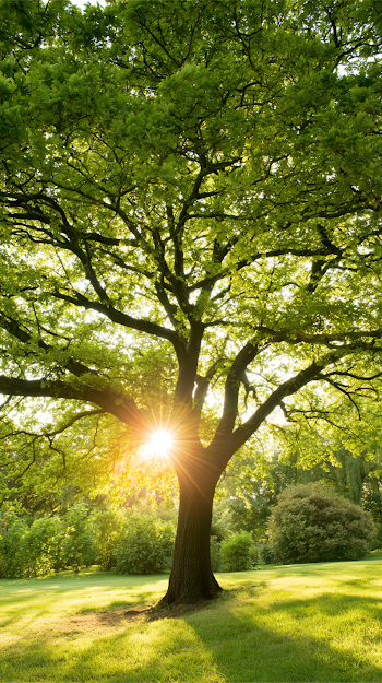 Majestic Deciduous Tree in Lush Green Park
