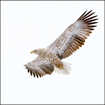 Majestic Eagle in Flight