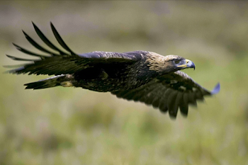 Majestic Eagle in Flight over Meadow