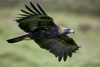 Majestic Eagle in Flight Over Meadow