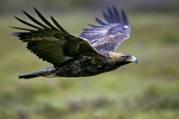 Majestic Eagle in Mid-Flight Over Green Meadow