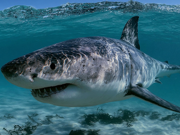Majestic Great White Shark in Crystal Clear Waters
