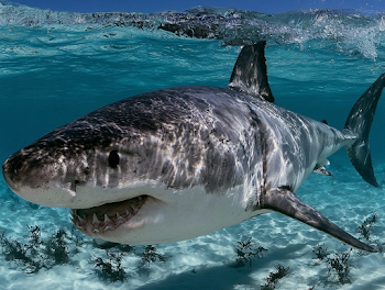 Majestic Great White Shark in Natural Habitat