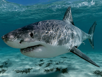 Majestic Great White Shark Underwater