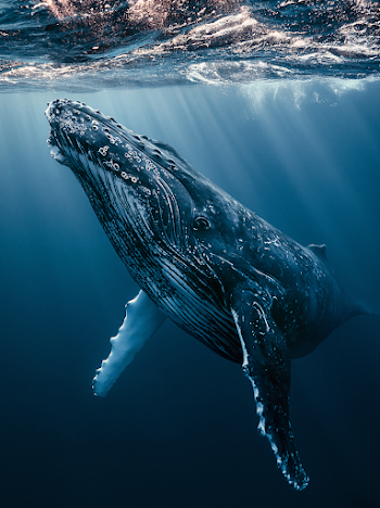 Majestic Humpback Whale Beneath the Surface