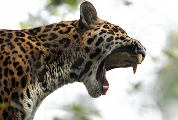 Majestic Jaguar Roaring in the Wild