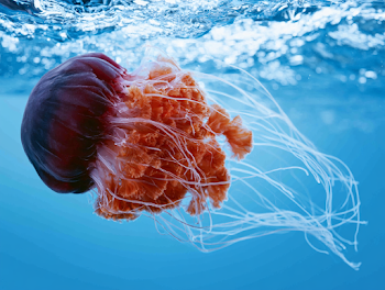 Majestic Jellyfish Gliding in Tropical Waters