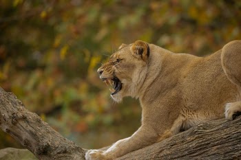 Majestic Lioness Roaring in Autumn Landscape