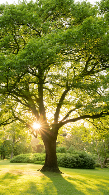 Majestic Mature Deciduous Tree in Lush Park