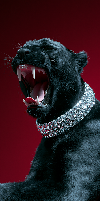 Majestic Panther with Diamond Collar