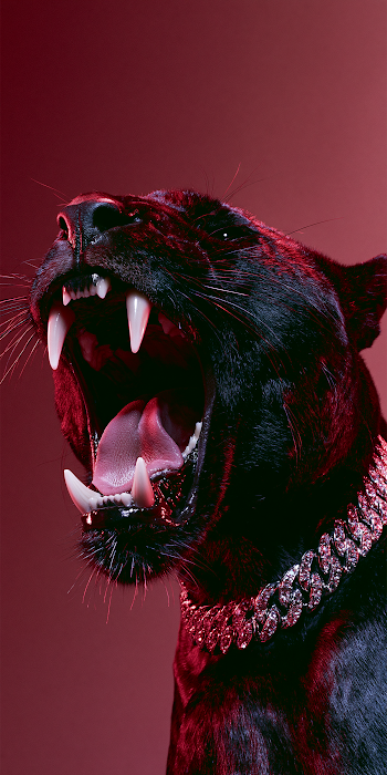 Majestic Panther with Diamond-Studded Collar