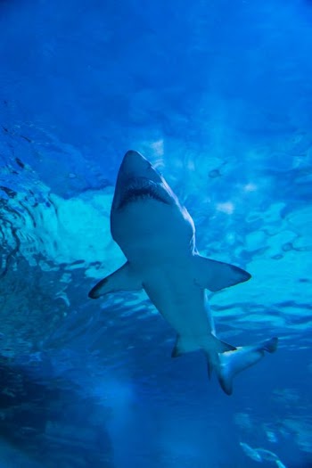 Majestic Shark Swimming Underwater