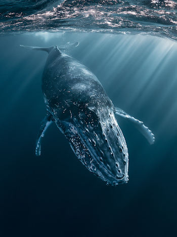Majestic Underwater Whale Encounter