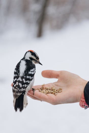 Making Friends