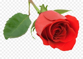 Malayalam Desktop Wallpaper Rose Valentine's Day - burgundy 