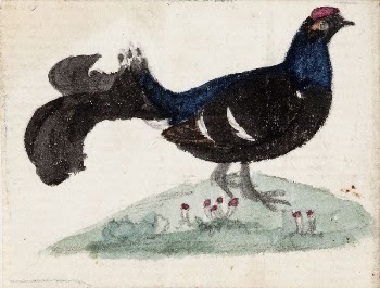 Male black grouse, 1831, by Ferdinand | Free Photo - rawpixel