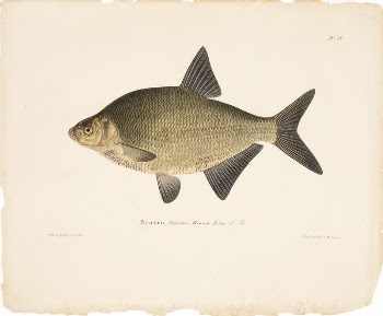 Male bream, 1836 - 1857, | Free Photo - rawpixel