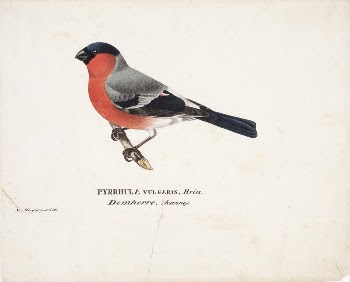 Male bullfinch, 1829, Magnus von | Free Photo - rawpixel