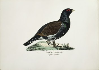 Male capercaillie, 1828 - 1838, | Free Photo - rawpixel