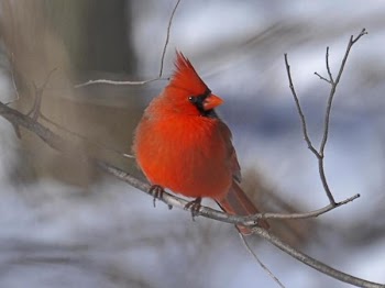 Male Cardinal in Winter.JPG