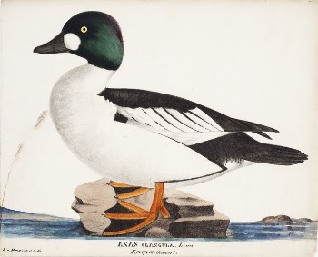 Male common goldeneye, 1828 - | Free Photo - rawpixel