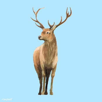 Male deer painted by watercolor vector | Free stock vector - 489402
