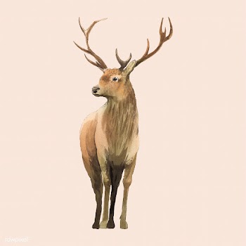 Male deer painted by watercolor vector | Free stock vector - 489429